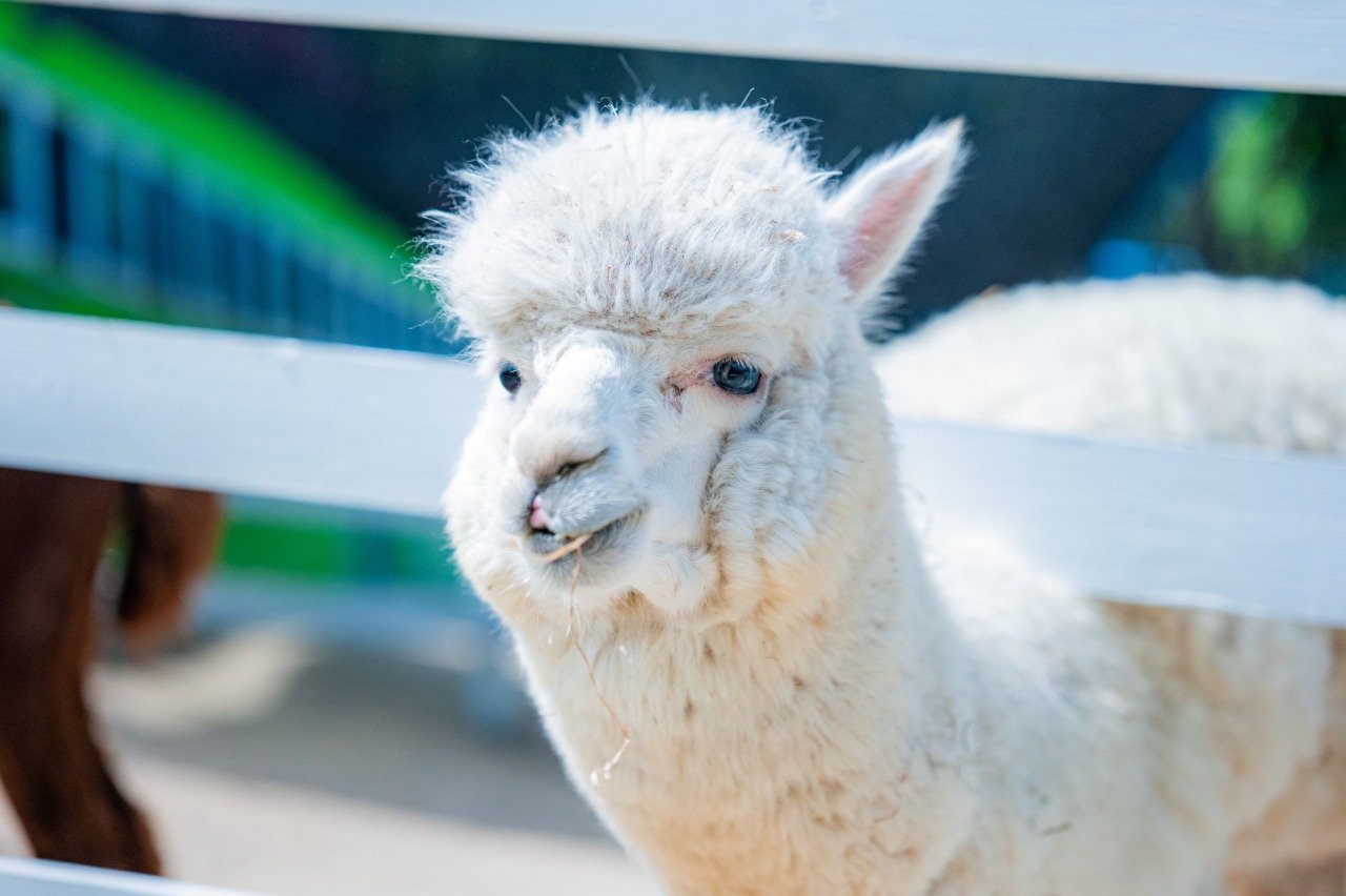 🌸 사계채의 언덕(시키사이노오카) 이미지 7